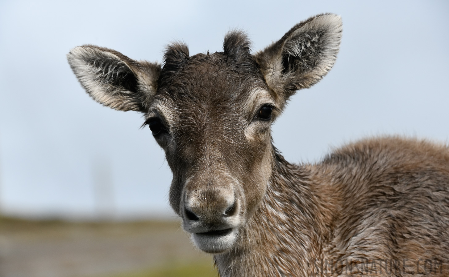 Rangifer tarandus caribou [240 mm, 1/2500 sec at f / 11, ISO 1600]